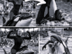 Orca trainer is devoured by this one while perfor…