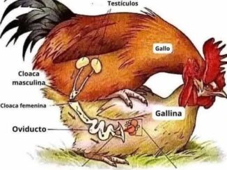 The incredible process of egg formation ….see more