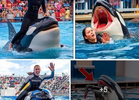 Orca trainer is devoured by this one while perfor… Orca trainer is devoured by this one while perfor…