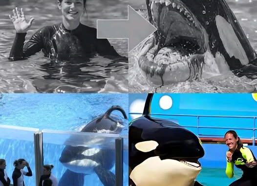 THE REVENGE OF THE KILLER WHALE THAT KILLED 3: Chilling Photo Reveals Captive Orca’s Hatred Toward Trainers THE REVENGE OF THE KILLER WHALE THAT KILLED 3: Chilling Photo Reveals Captive Orca’s Hatred Toward Trainers