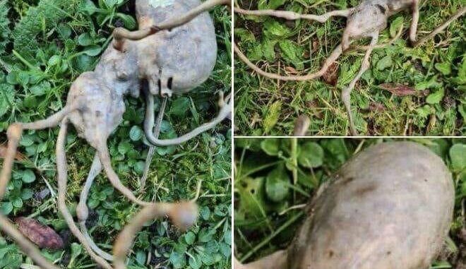 Neighbor finds ‘alien’ object in their backyard that has the internet stumped