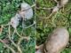 Neighbor finds ‘alien’ object in their backyard that has the internet stumped