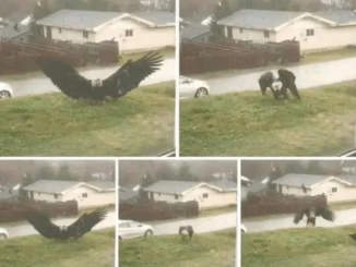 Giant Eagle captured in Bro…See more