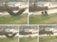 Giant Eagle captured in Bro…See more