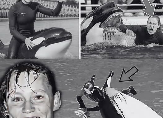 BREAKING NEWS: The shocking truth about the k!ller whale that bit its trainer to de@th and drowned her – Will it continue to be kept at the park? The victim’s family speaks out after the incident… BREAKING NEWS: The shocking truth about the k!ller whale that bit its trainer to de@th and drowned her – Will it continue to be kept at the park? The victim’s family speaks out after the incident…