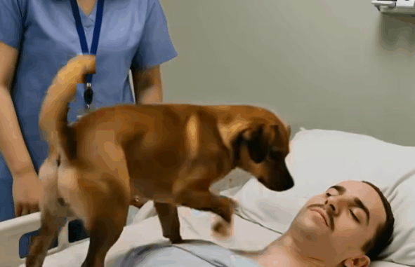 The doctors decided to disconnect the machines that were keeping the young officer alive, but before doing so, they allowed his dog to say goodbye — and then something unexpected happened. The doctors decided to disconnect the machines that were keeping the young officer alive, but before doing so, they allowed his dog to say goodbye — and then something unexpected happened.