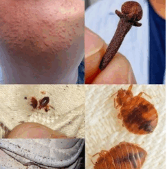 A Complete Guide to Identification and Elimination