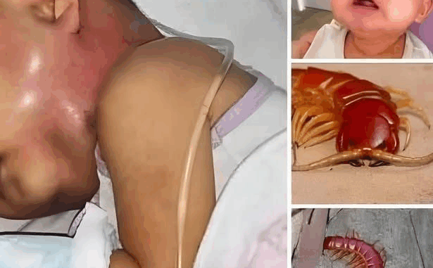 Why You Might Want to Rethink Killing That House Centipede