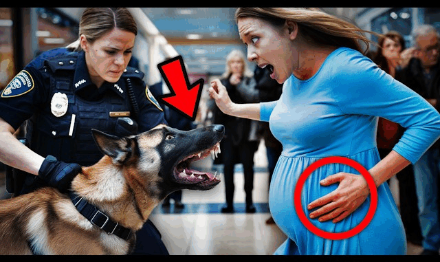 Dog Barks Repeatedly at a 7 Month Pregnant Woman… When Police Realized Why, It Was Already Too Late! Dog Barks Repeatedly at a 7 Month Pregnant Woman… When Police Realized Why, It Was Already Too Late!