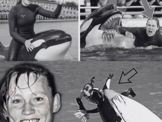 BREAKING NEWS: The shocking truth about the k!ller whale that bit its trainer to de@th and drowned her – Will it continue to be kept at the park? The victim’s family speaks out after the incident…