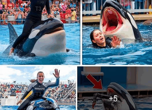 Oh My God!! Orca Trainer Devoured While Performing – See the Shocking Video! Oh My God!! Orca Trainer Devoured While Performing – See the Shocking Video!