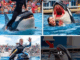 Oh My God!! Orca Trainer Devoured While Performing – See the Shocking Video!
