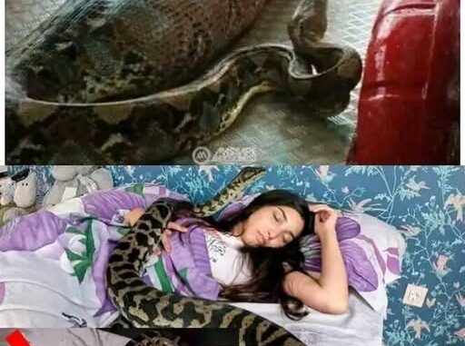 Woman slept with her python every night until the vet showed her a surprising ultrasound Woman slept with her python every night until the vet showed her a surprising ultrasound