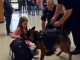K9 dog stands in front of student and refuses to move — What he discovers leaves everyone stunned