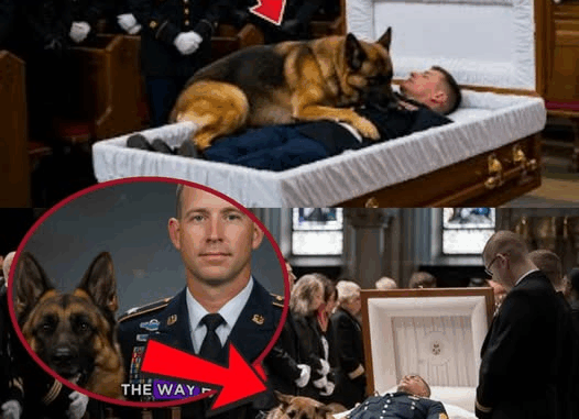 At the funeral, a K9 dog jumped onto the veteran’s body—what happened next left everyone in tears… At the funeral, a K9 dog jumped onto the veteran’s body—what happened next left everyone in tears…
