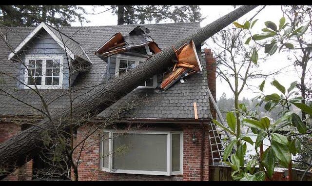 Dangerous Idiots Tree Felling With Chainsaw, Big Tree Removal Fails Falling On Houses