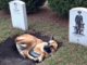 Dog lying on its owner’s grave