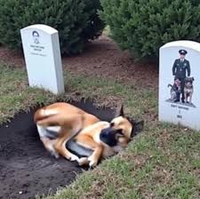 Dog lying on its owner’s grave Dog lying on its owner’s grave