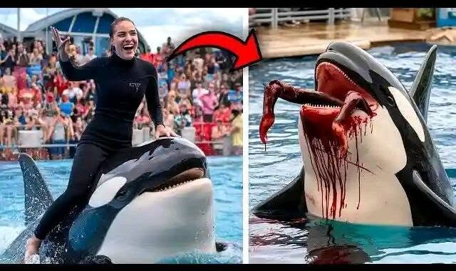 The HORRIFYING Last Moments of Orca Trainer Jessica Radcliffe | Daniel Patrick Dukes The HORRIFYING Last Moments of Orca Trainer Jessica Radcliffe | Daniel Patrick Dukes