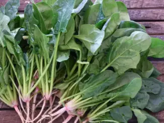 How to use this plant to eliminate parasites and bacteria from the intestine
