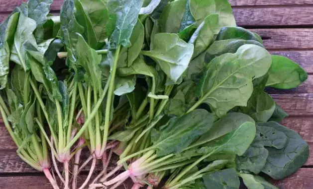 How to use this plant to eliminate parasites and bacteria from the intestine