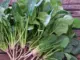 How to use this plant to eliminate parasites and bacteria from the intestine