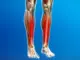 The vitamin the body lacks when legs and bones are painful