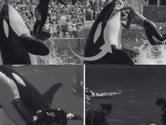 TRAGEDY AT BLUE OCEAN PARK: In a viral video dominating social media, an orca’s sudden and violent turn stuns the audience in a screaming stadium. No warning. Just the sound of the cold water… and a terror that takes your breath away… Seconds later, the water turns red. Trainer Jessica Radcliffe…lingcute