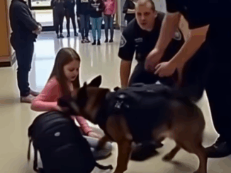 K9 dog stands in front of student and refuses to move — What he discovers leaves everyone stunned