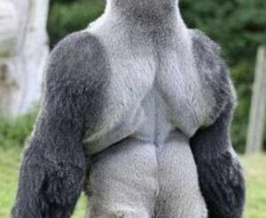 People Everywhere Are Loving This Gorilla. Just Wait Till He Turns Around And You Will Know Why.