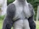 People Everywhere Are Loving This Gorilla. Just Wait Till He Turns Around And You Will Know Why.