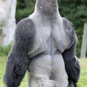 People Everywhere Are Loving This Gorilla. Just Wait Till He Turns Around And You Will Know Why. People Everywhere Are Loving This Gorilla. Just Wait Till He Turns Around And You Will Know Why.