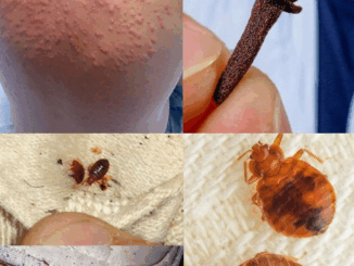 Natural Pest Control: Eliminate Bed Bugs and Household Pests with Diatomaceous Earth & Cloves