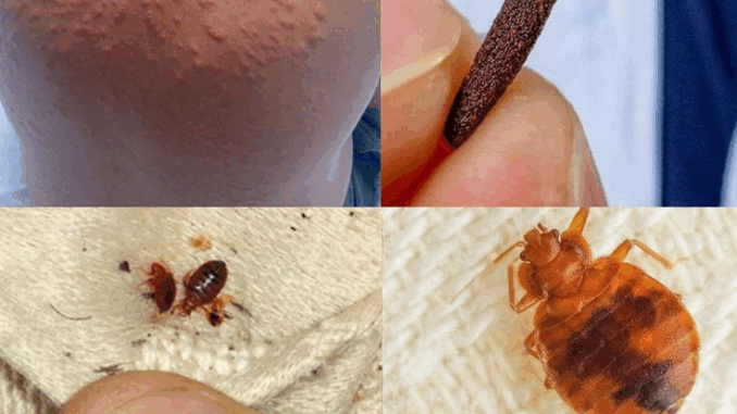 Natural Pest Control: Eliminate Bed Bugs and Household Pests with Diatomaceous Earth & Cloves Natural Pest Control: Eliminate Bed Bugs and Household Pests with Diatomaceous Earth & Cloves