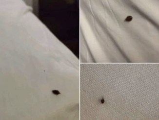 Last night we found this in our bed and my husband and I are terrified.