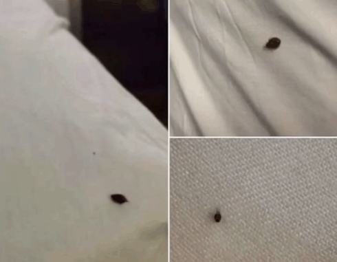 Last night we found this in our bed and my husband and I are terrified. Last night we found this in our bed and my husband and I are terrified.