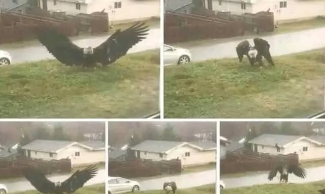 Giant Eagle captured in Bro…See more Giant Eagle captured in Bro…See more